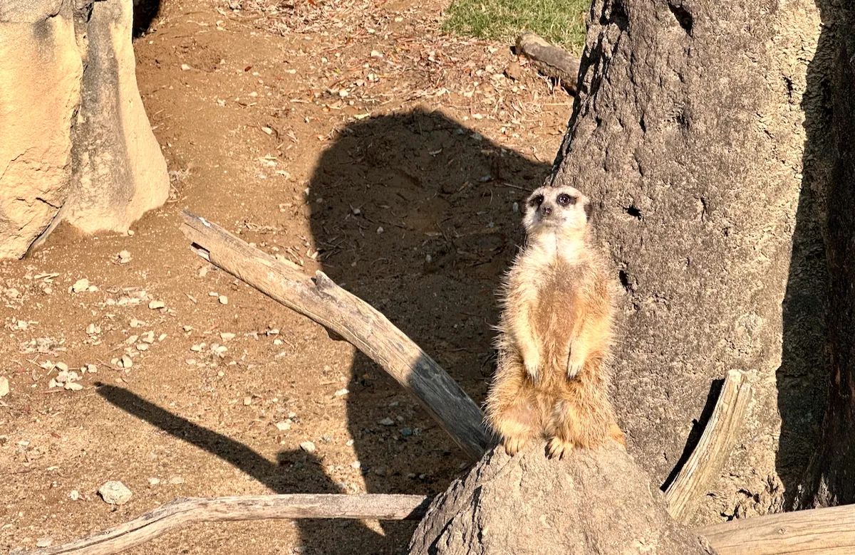 A meerkat stands upright on a rock, watching the skies